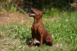 PINSCHER NAIN 075